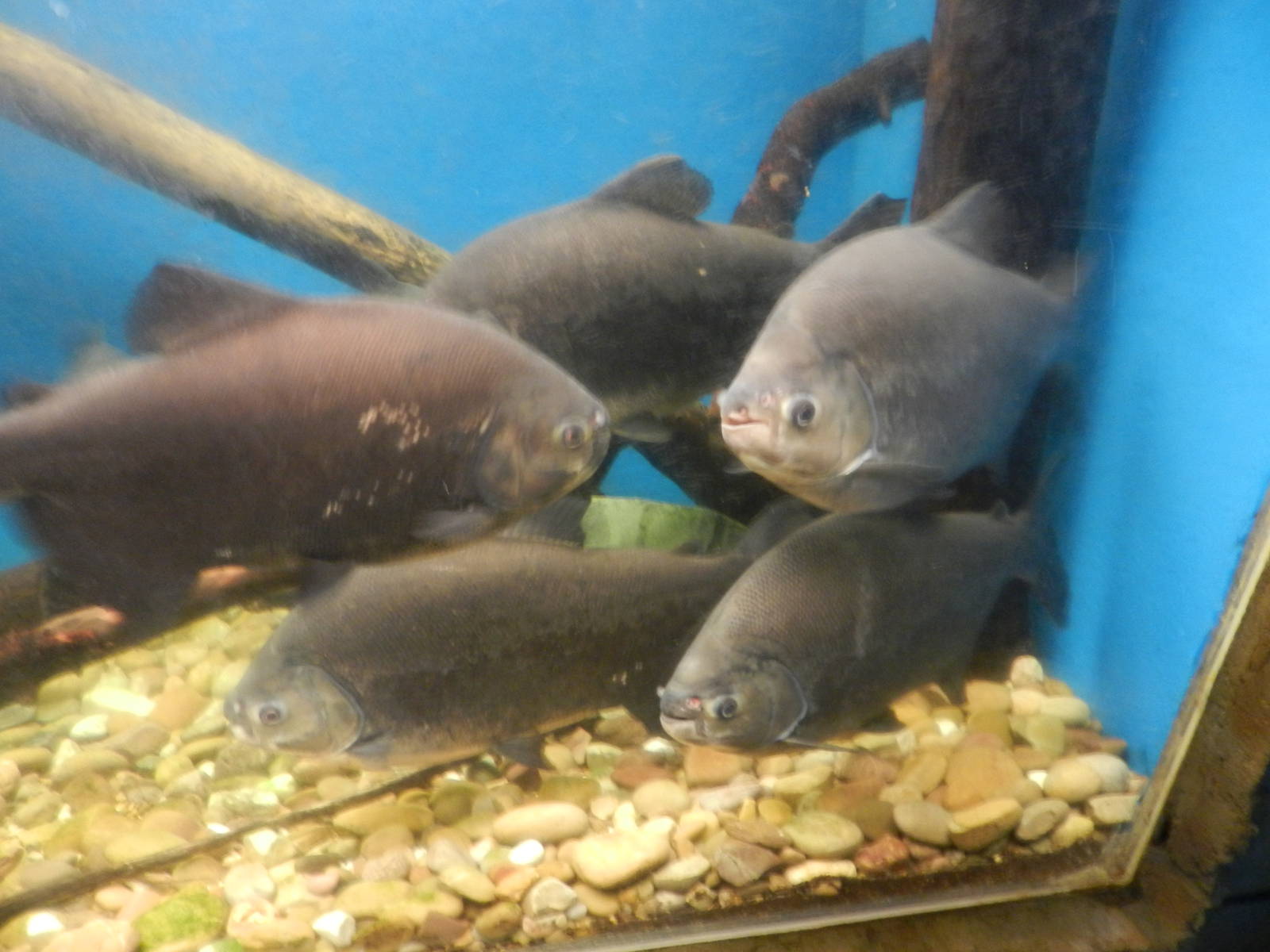 Pacu at Flamingo Land - 14/10/2012