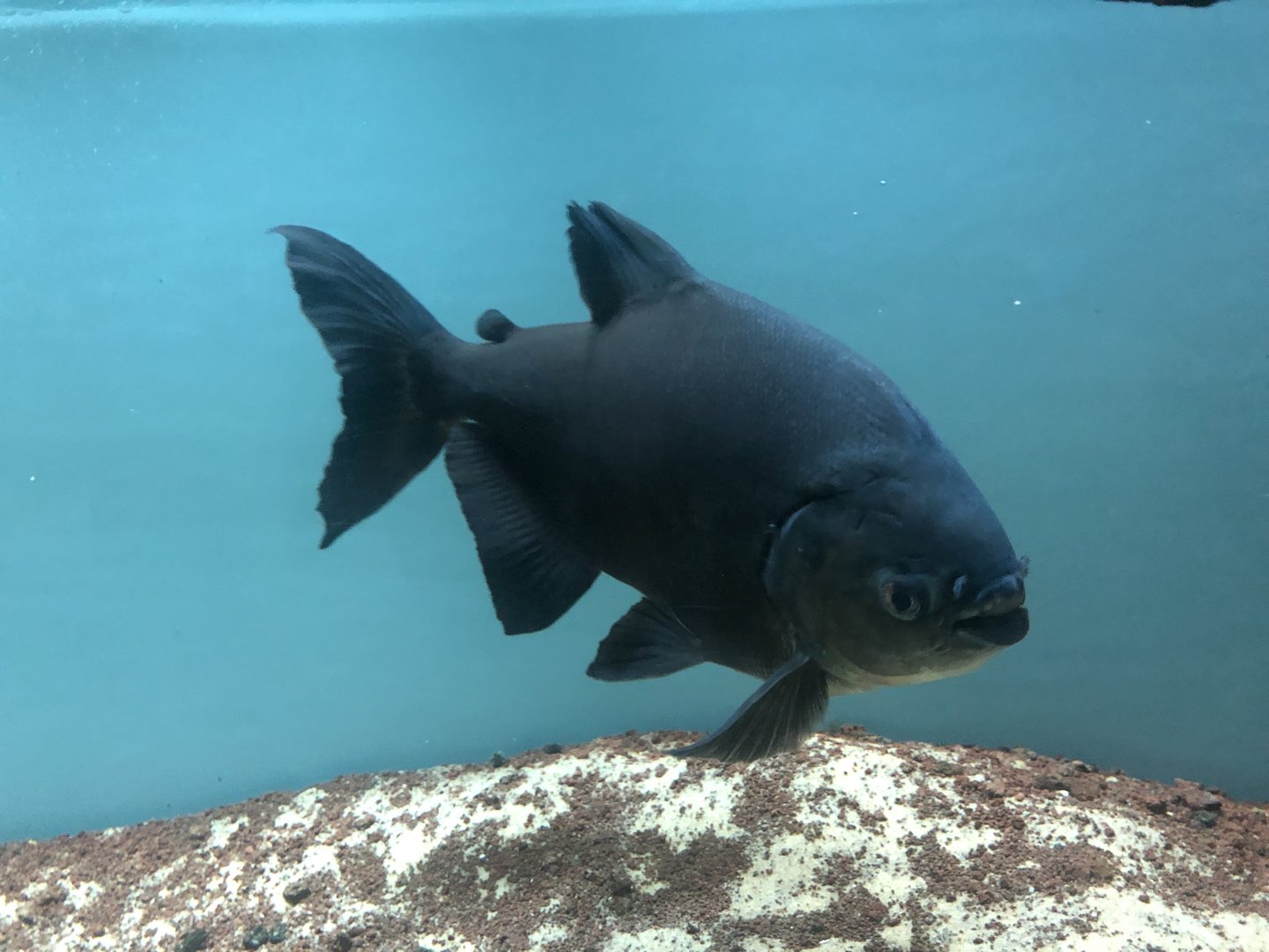 Pacu at the Ankara Domestic Animals Park