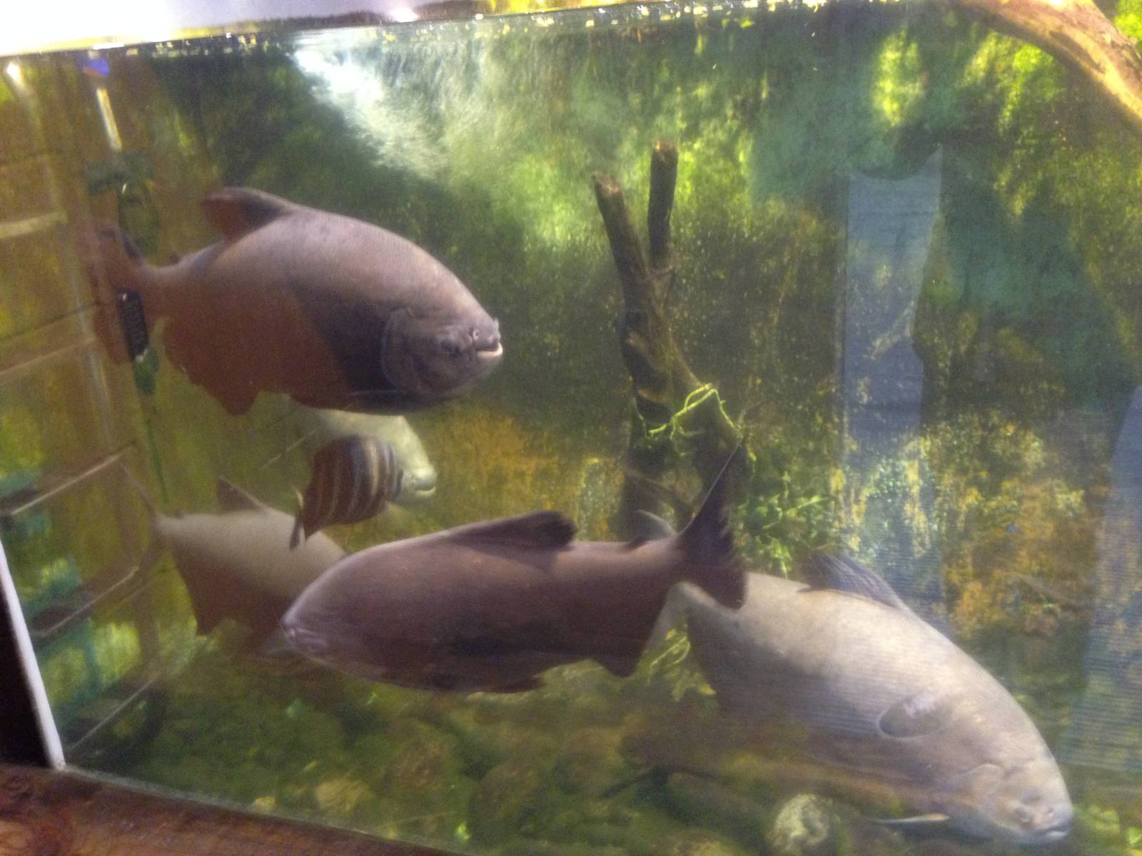 Pacu at Tropical World - 02/10/2013