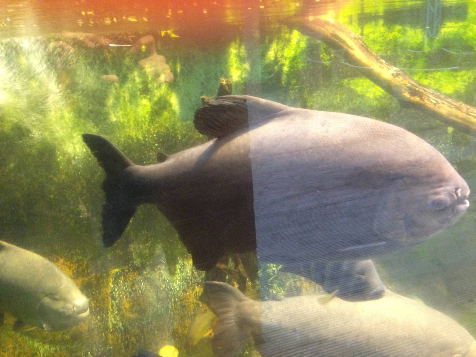 Pacu at Tropical World - 02/10/2013