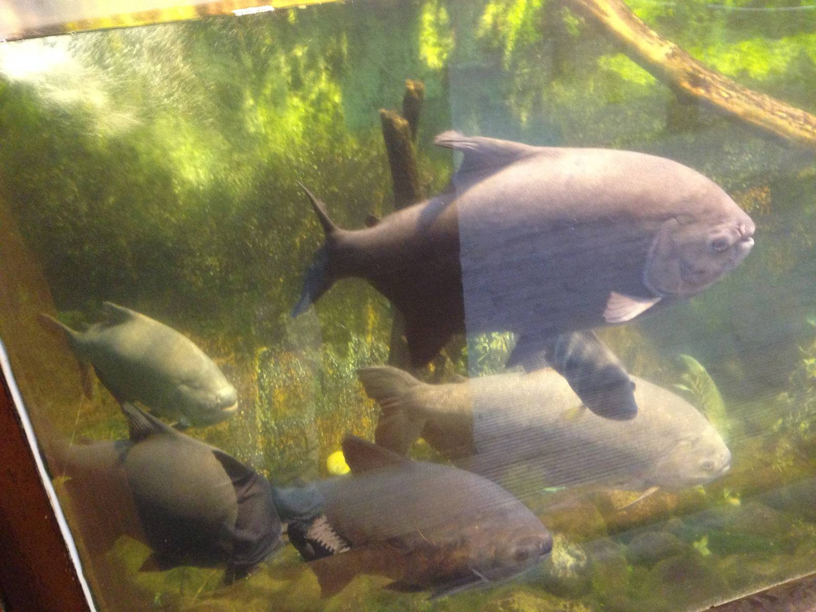 Pacu at Tropical World - 02/10/2013