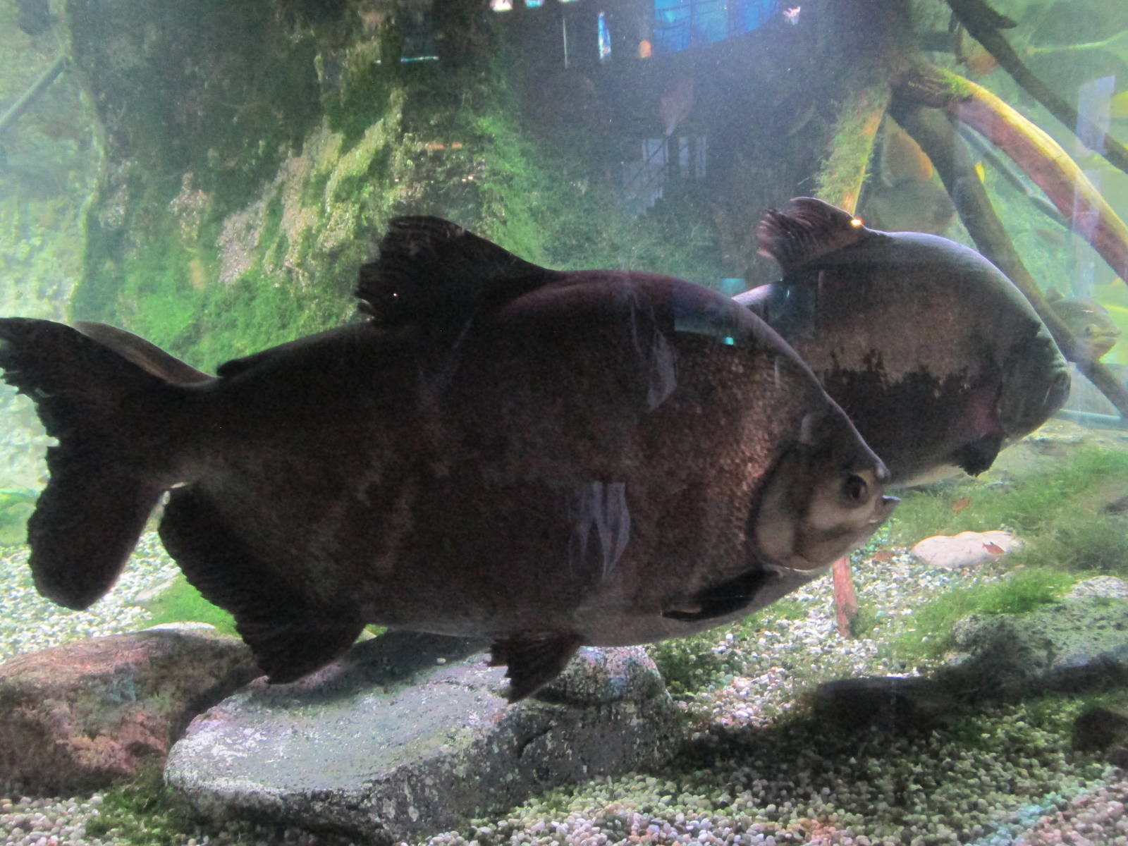 pacu barcelona aquarium