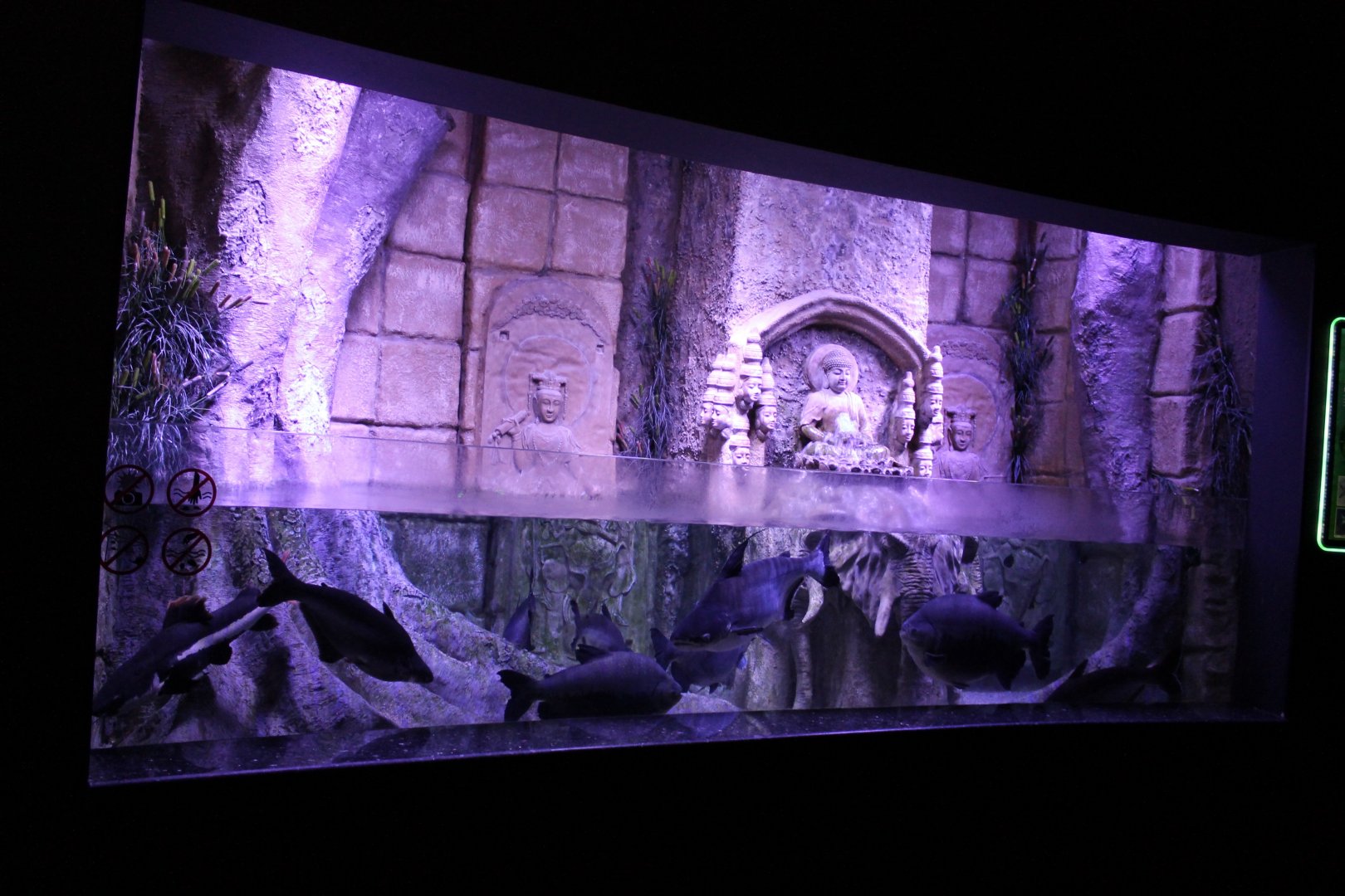 Pacu - Catfish aquarium