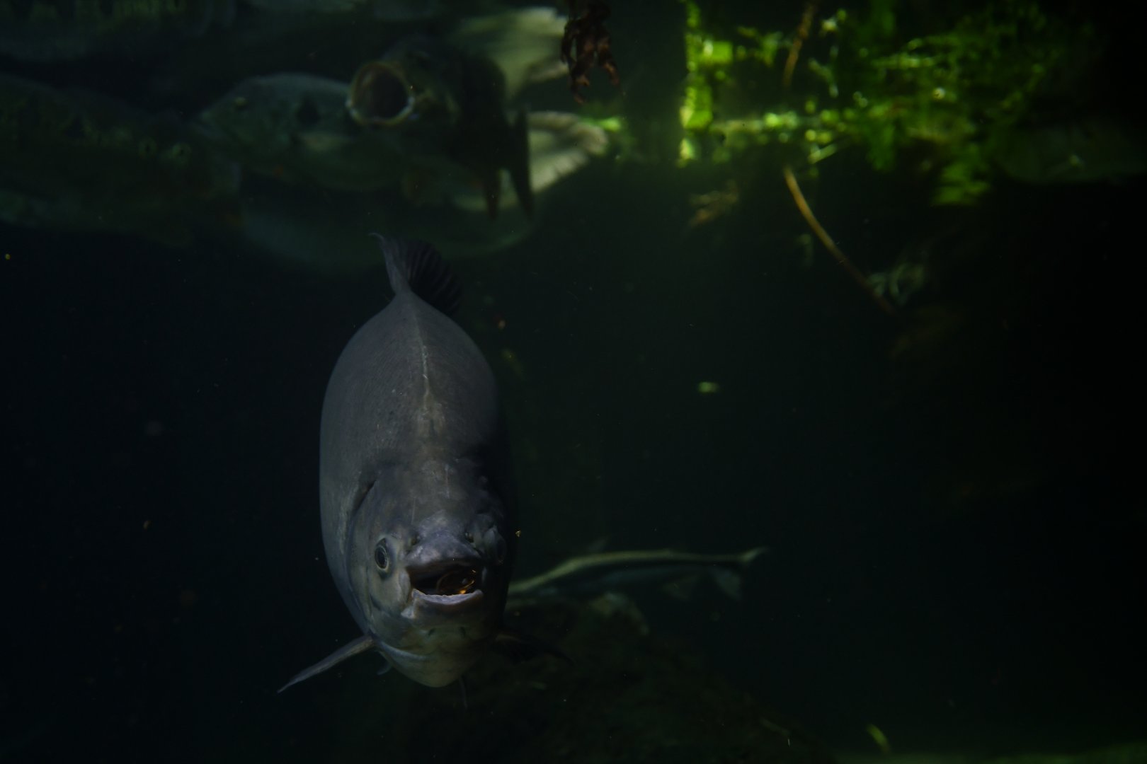 Pacu - Colossoma macropomum