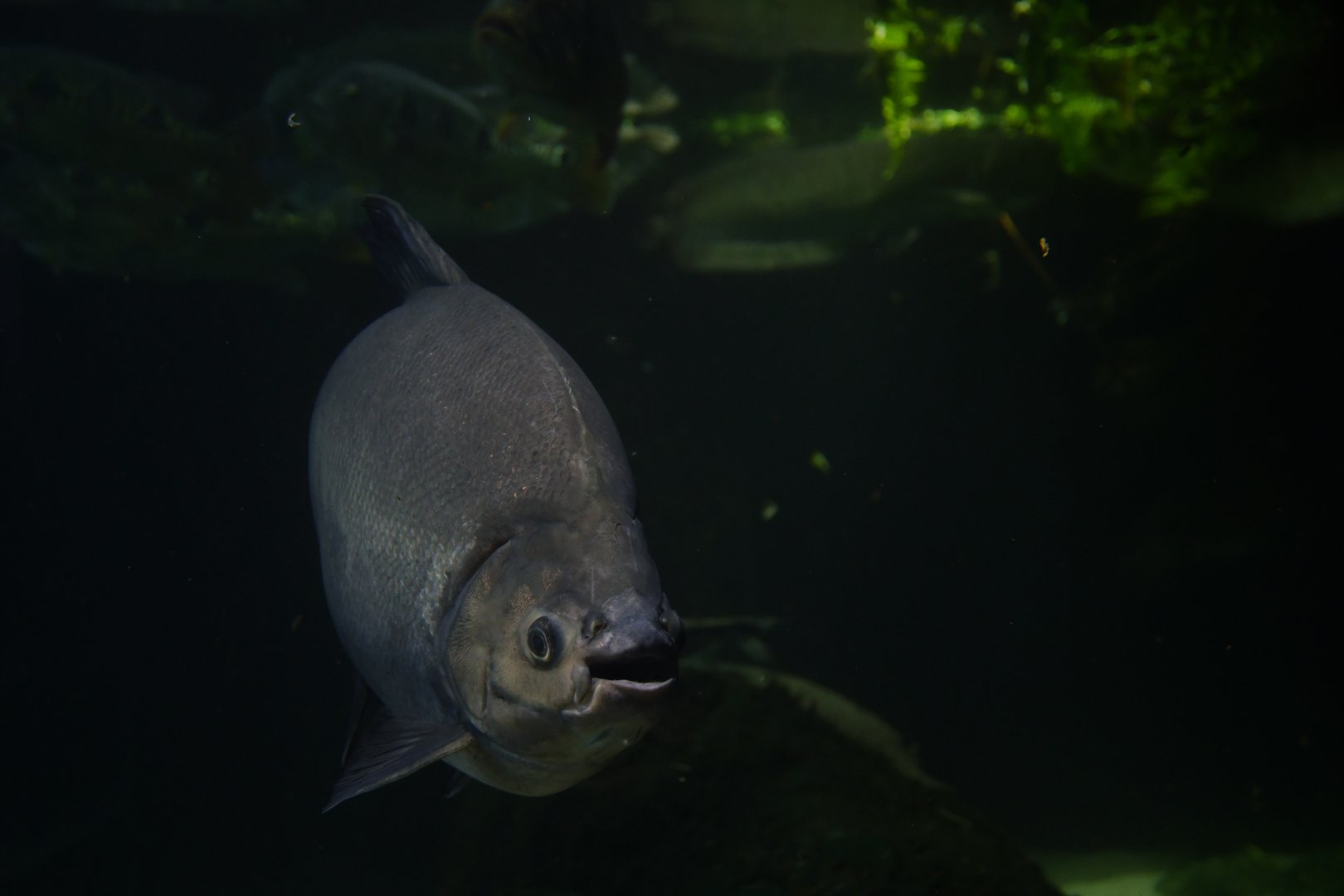 Pacu - Colossoma macropomum