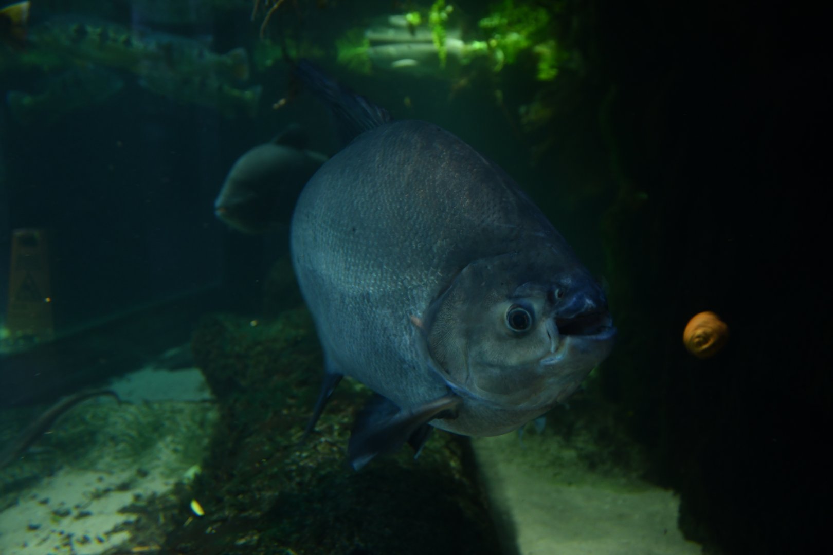 Pacu - Colossoma macropomum