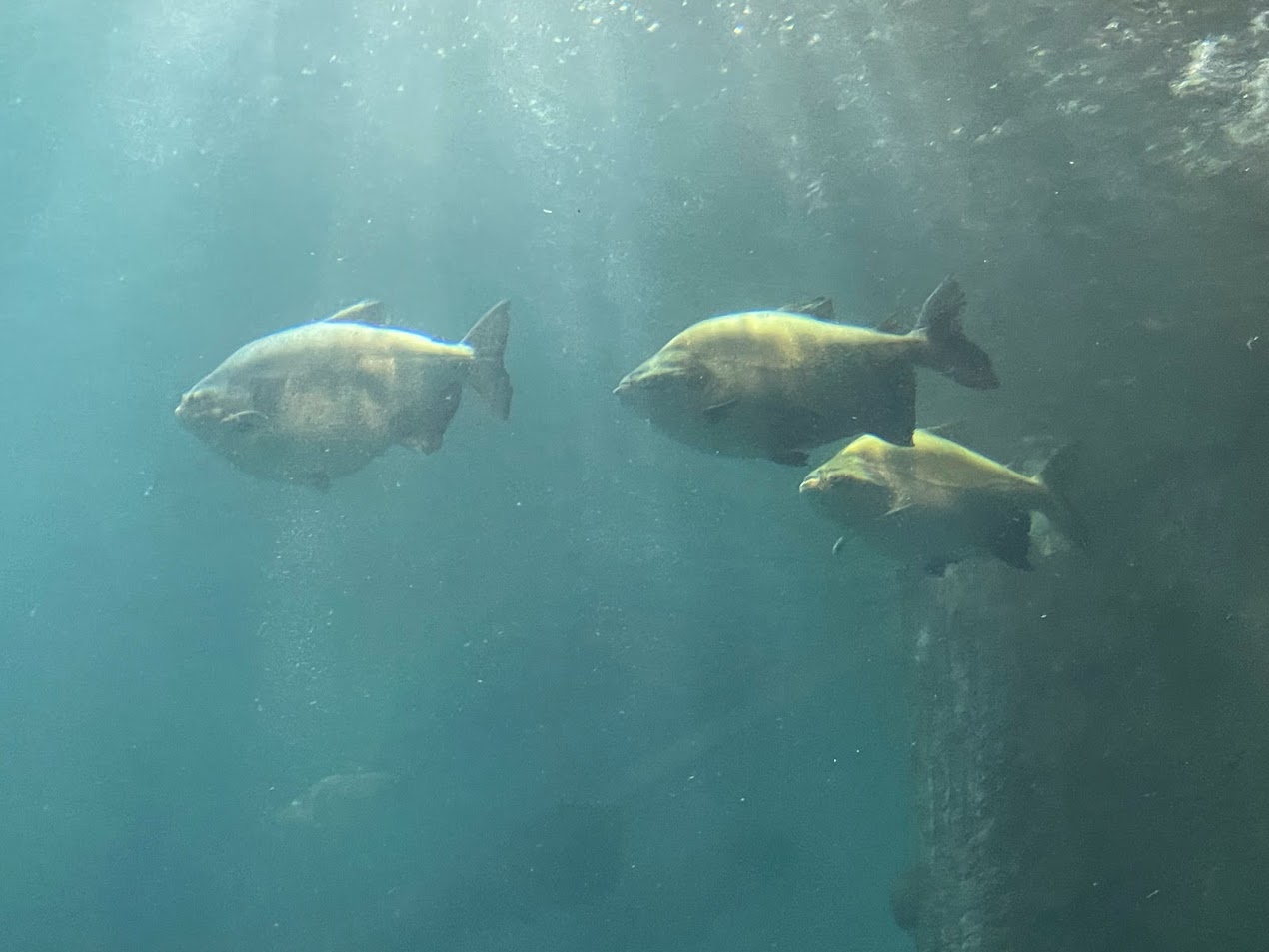 Pacu (Colossoma macropomum)