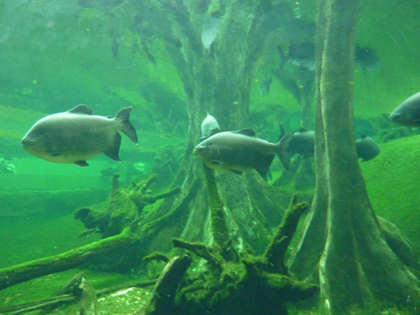 Pacu in flooded forest, 7th April 2012.