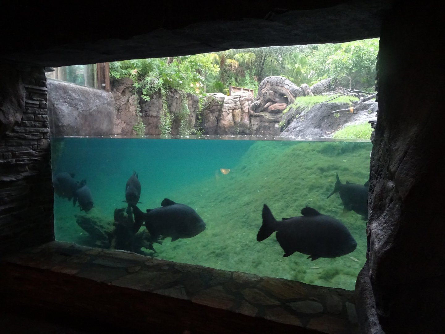 Pacu in the Asian Short-clawed Otter Enclosure at Disney's Animal Kingdom (2014)