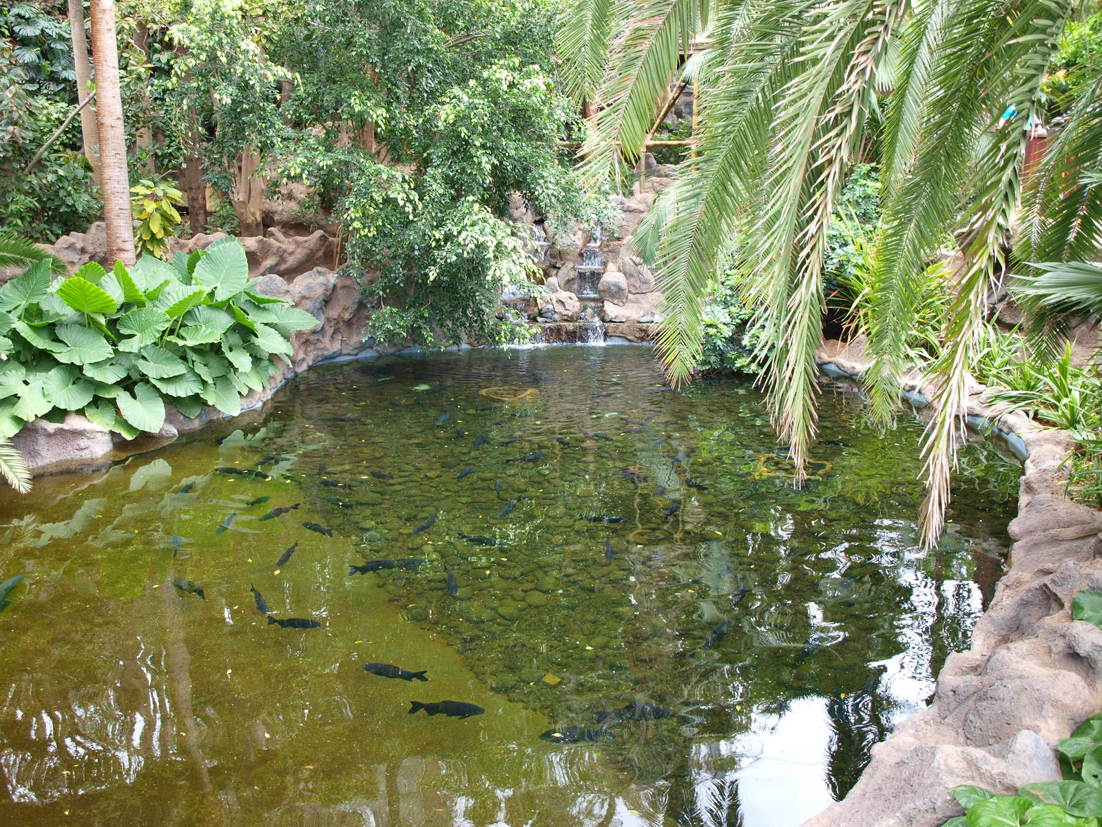 Pacu - Katandra Treetops