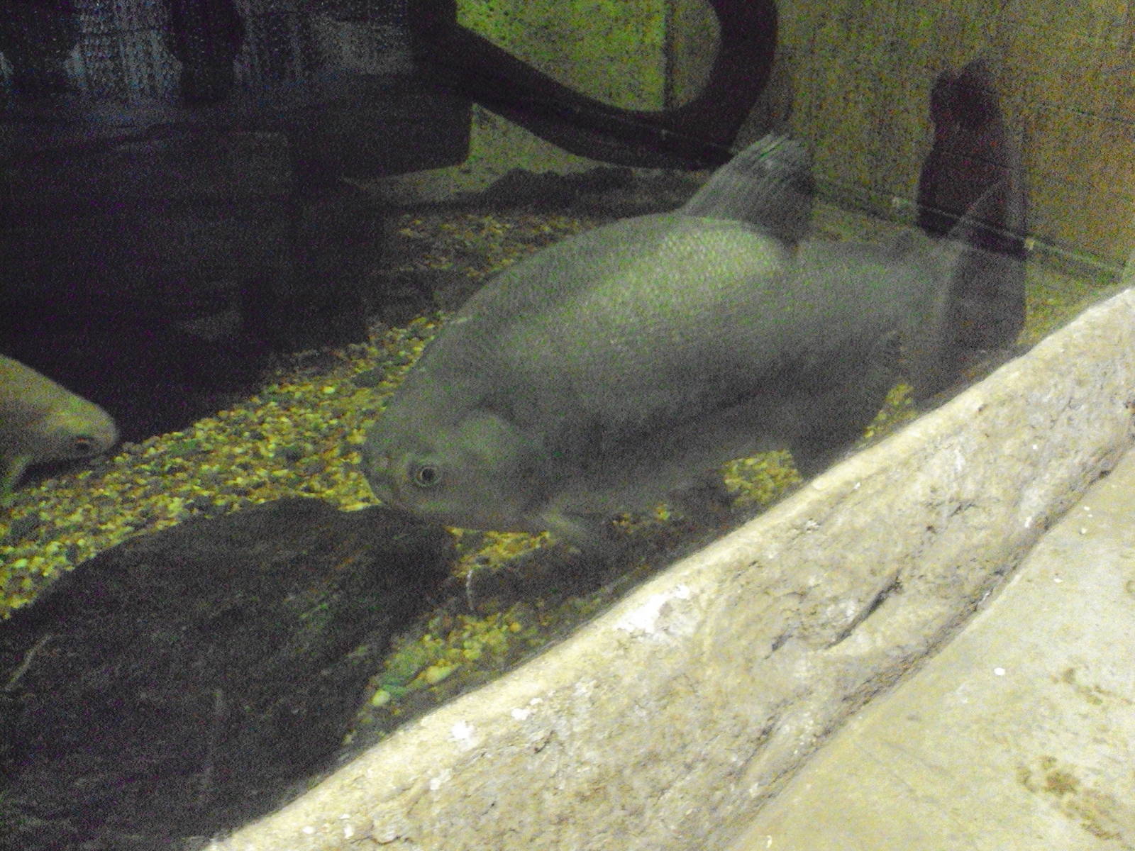 Pacu (Piaractus brachypomus)