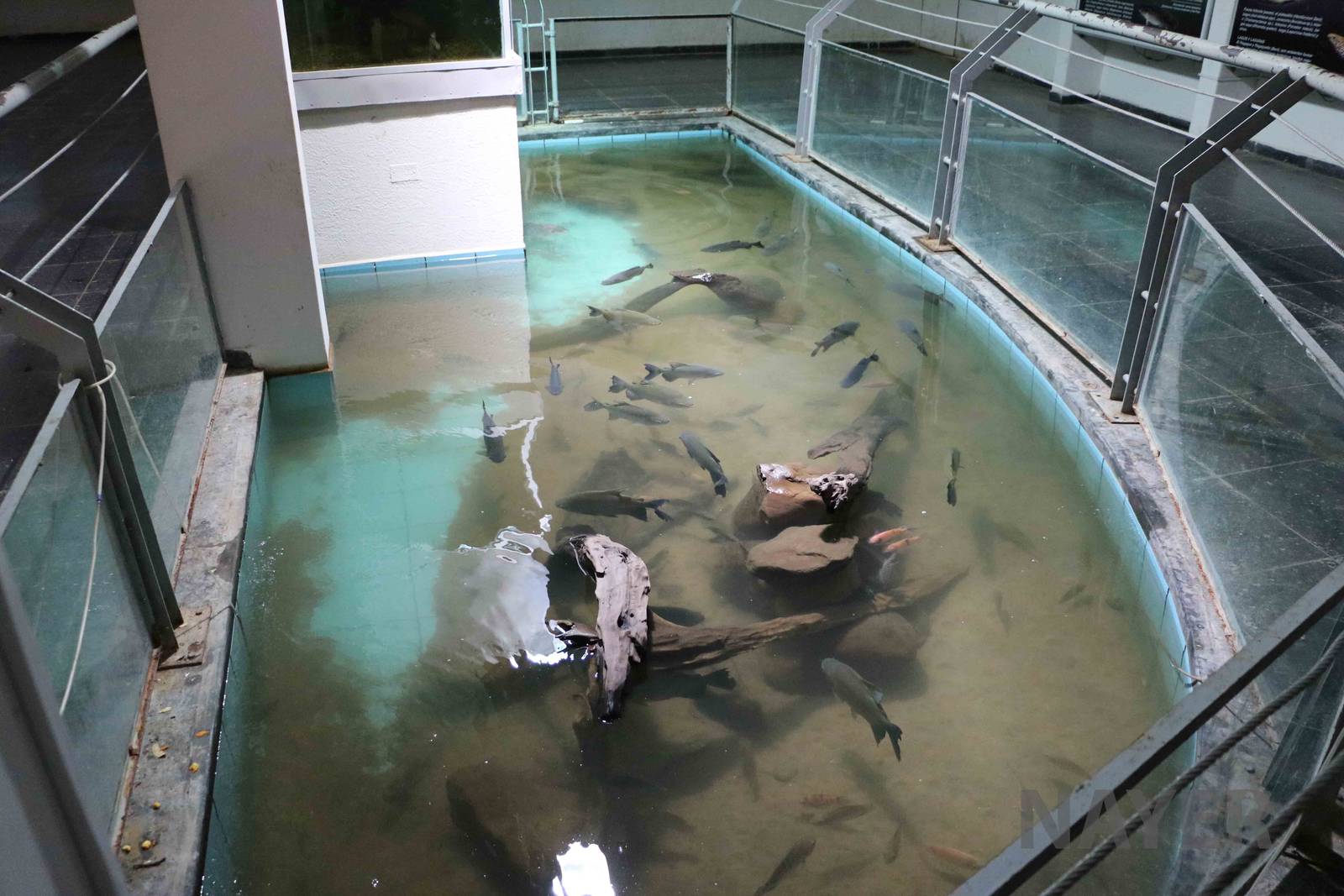 Pacu pool, March 2016