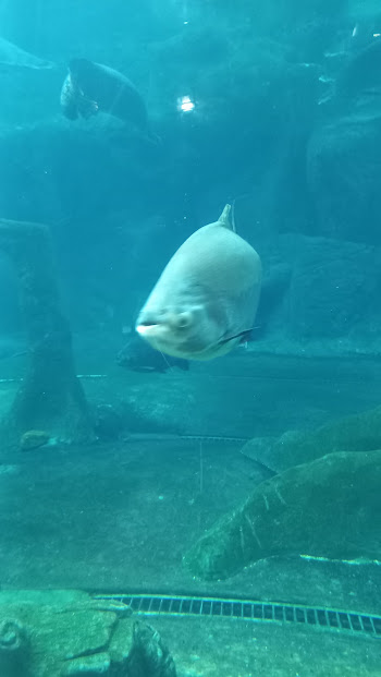 Pacu - São Paulo aquarium