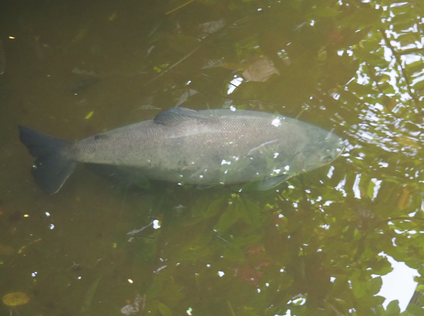 Pacu species ID -  Burgers Bush