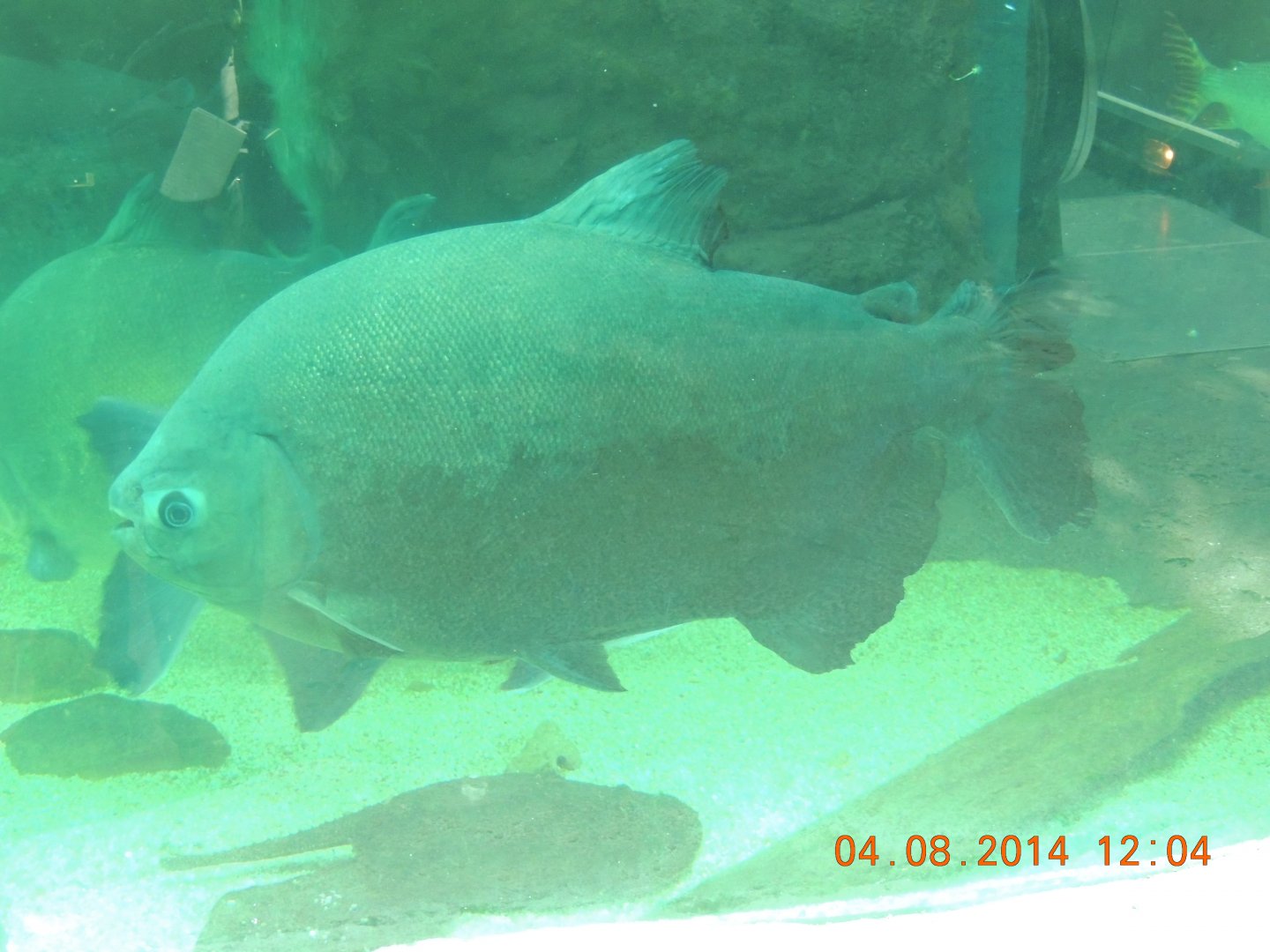pacu species