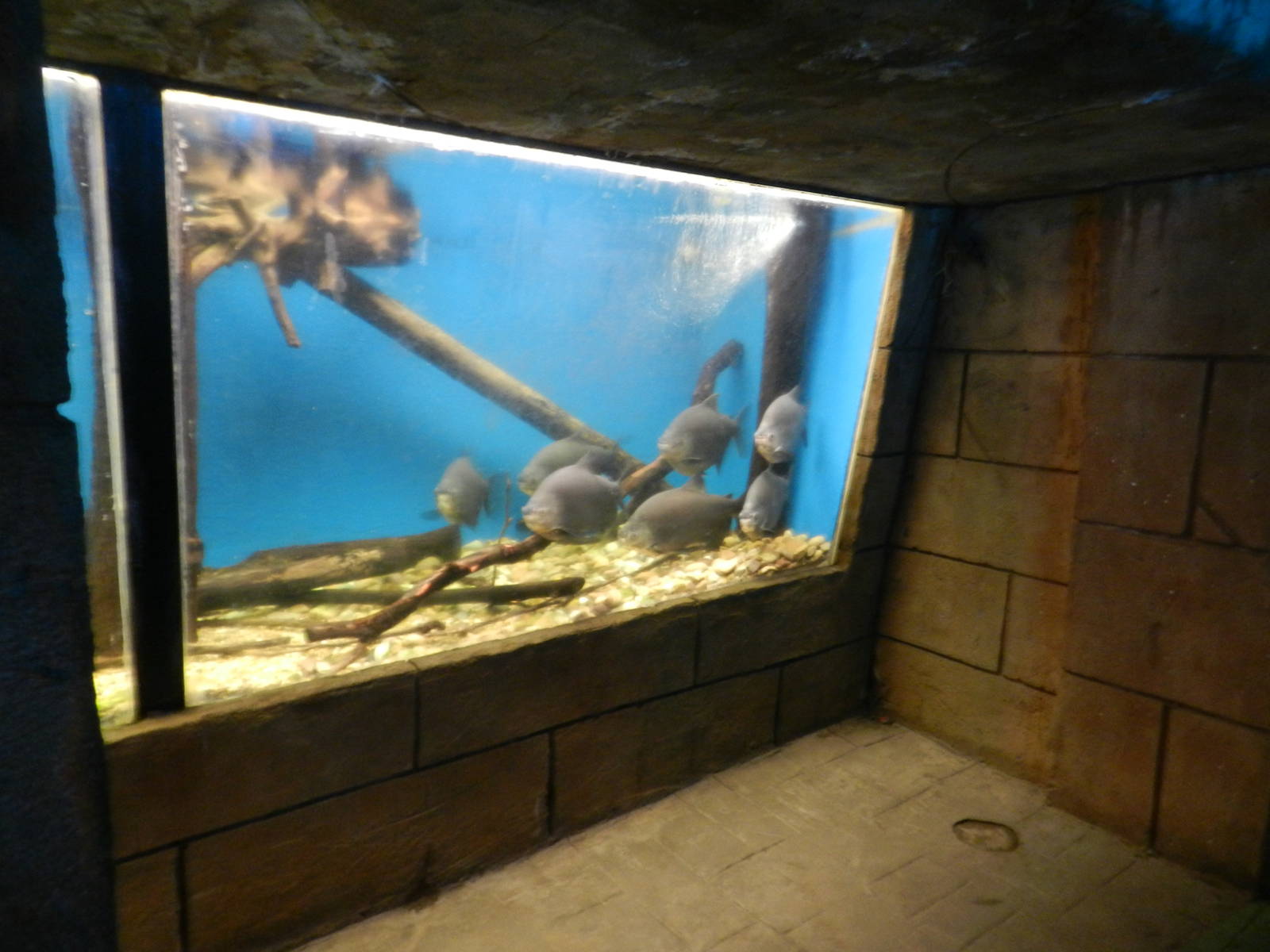Pacu Tank at Flamingo Land - 14/10/2012