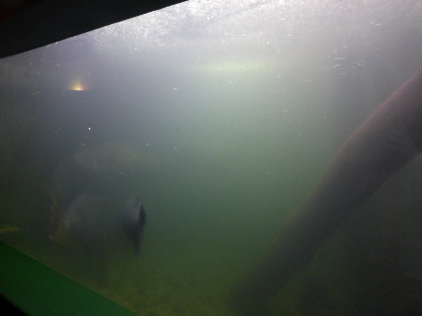 Pacu tank in Underwater World
