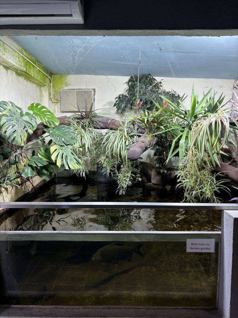 Pacu Tank with Red-legged Golden Orb Weavers at Zoo Wassertstern (Ingolstadt)
