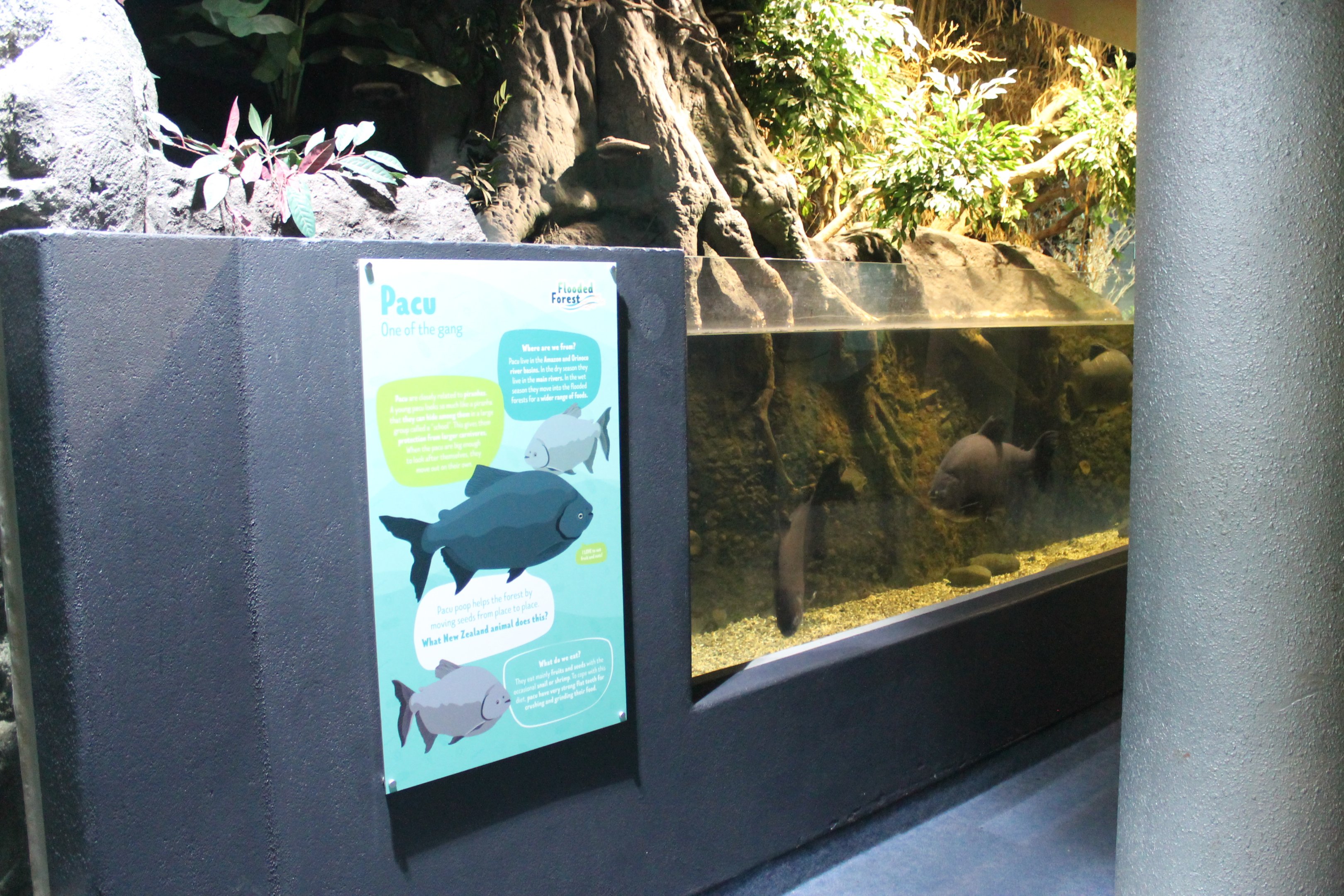 Pacu tank