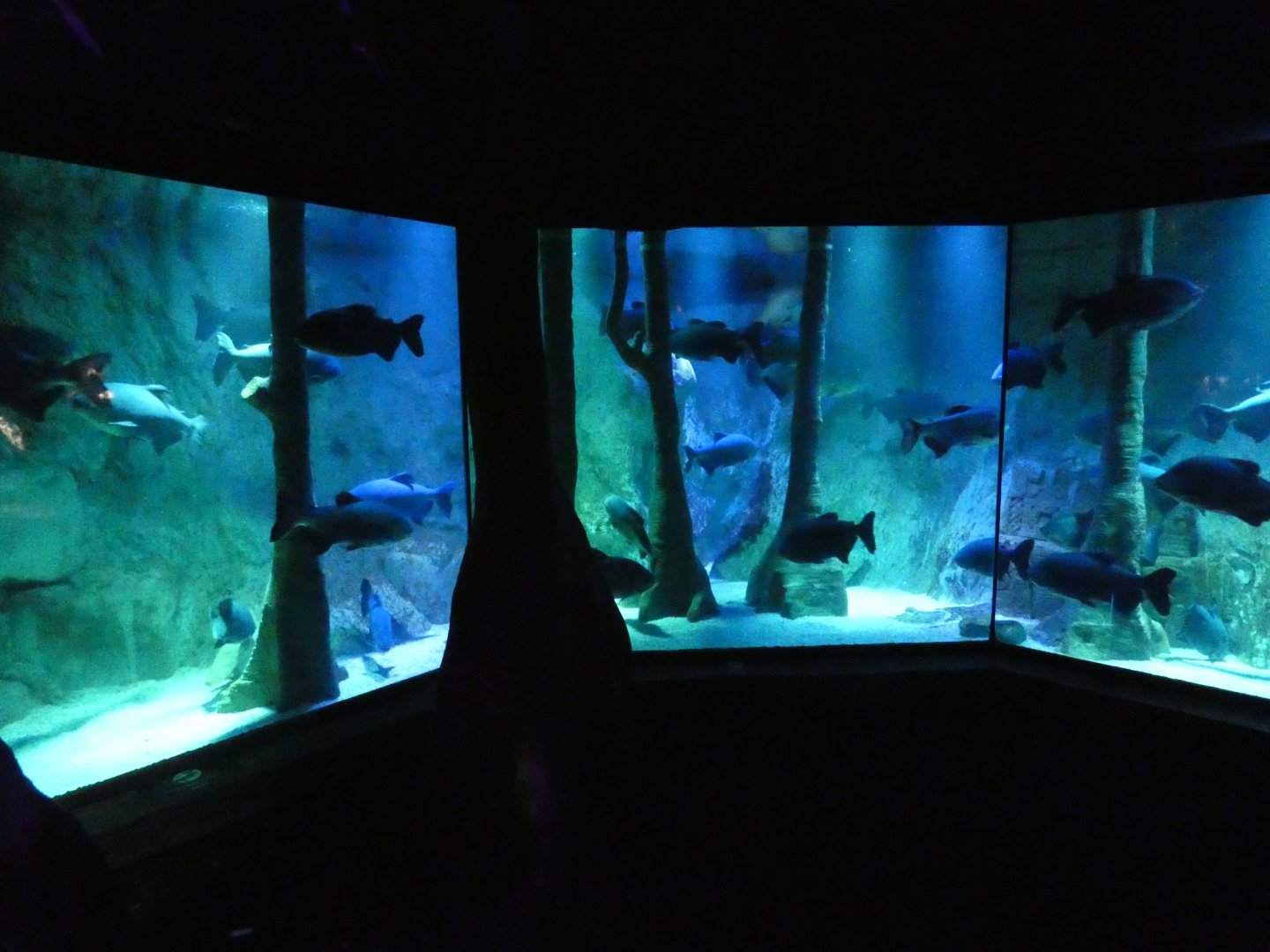 Pacu tank