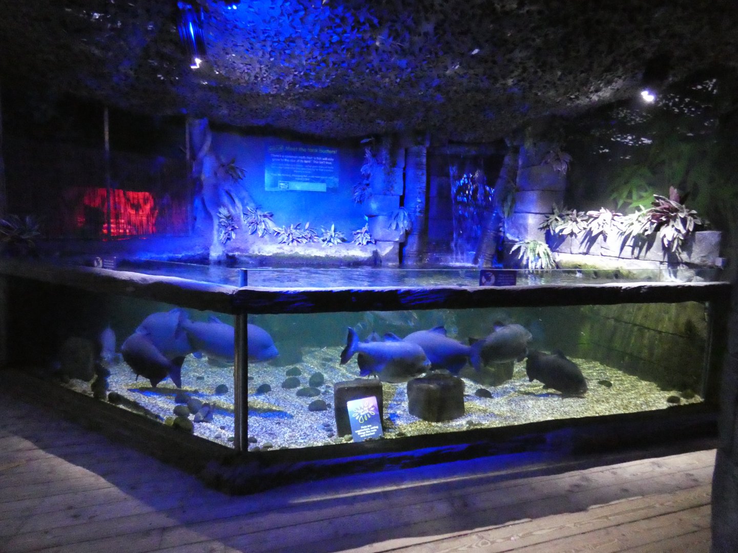 Pacu tank