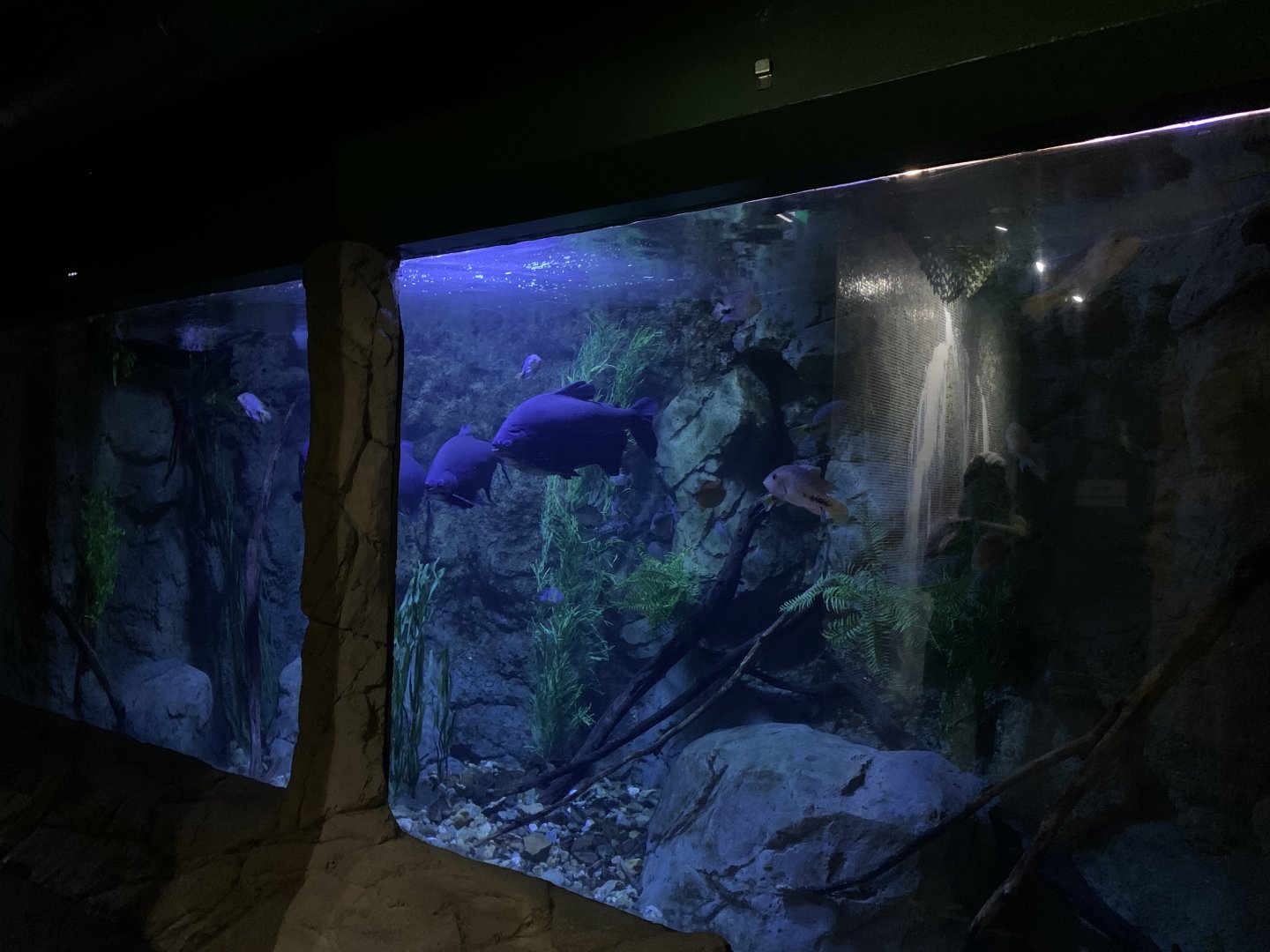 Pacu Tank
