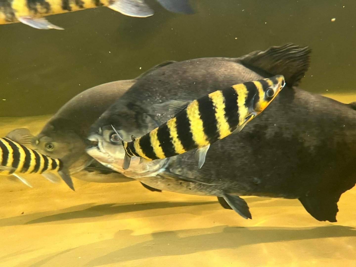 Pacu with headstanders at Artis