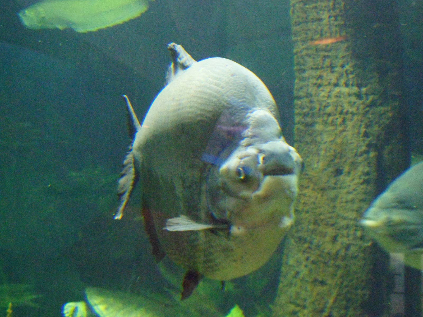 Pacu