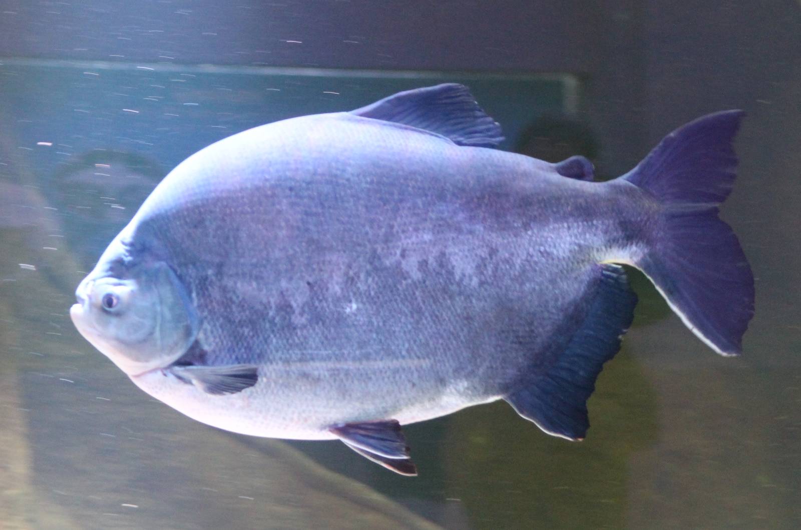 Pacu