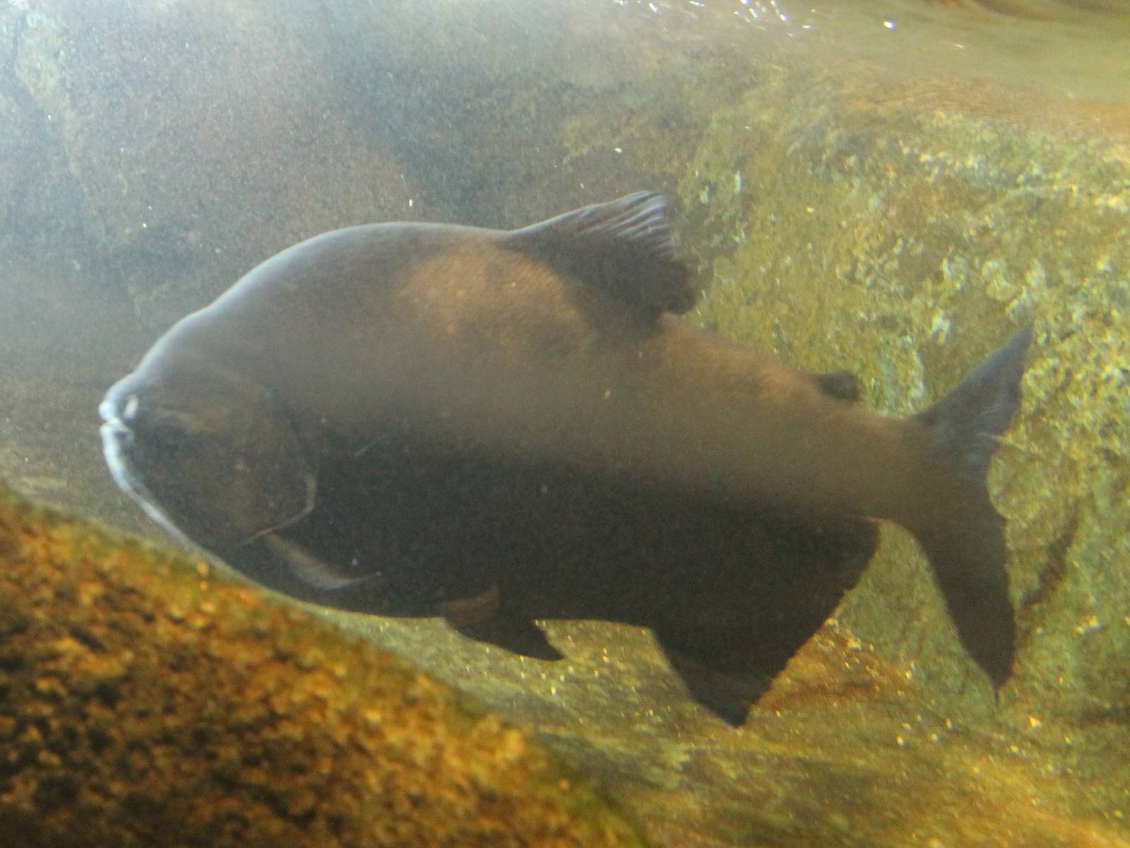 Pacu