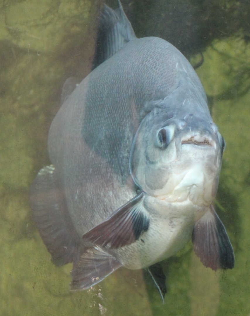 Pacu