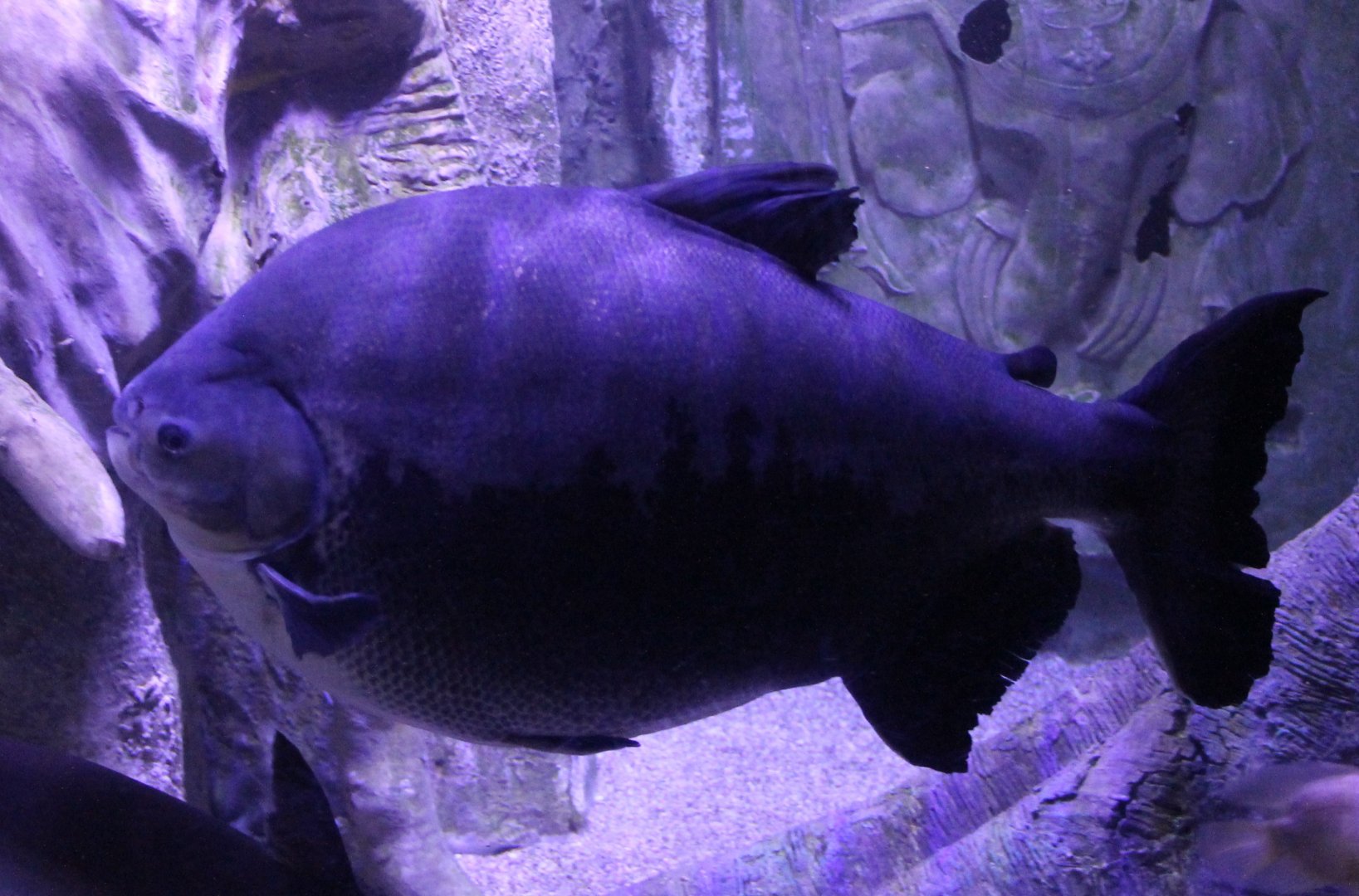 Pacu