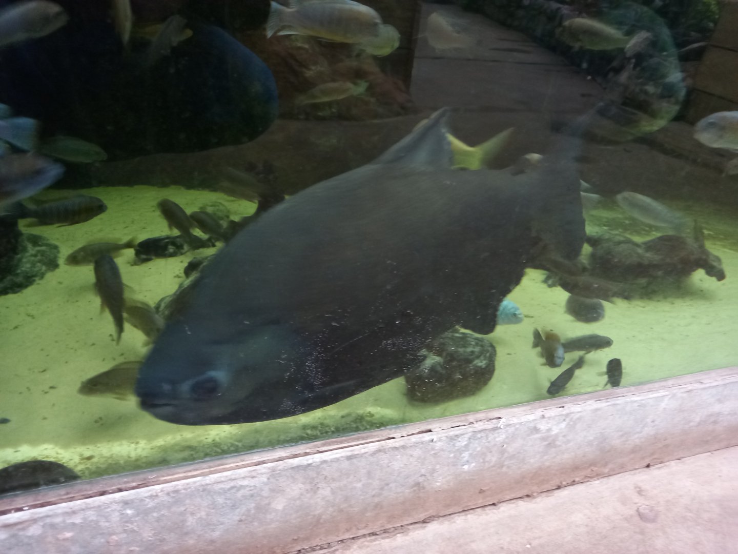 Pacu
