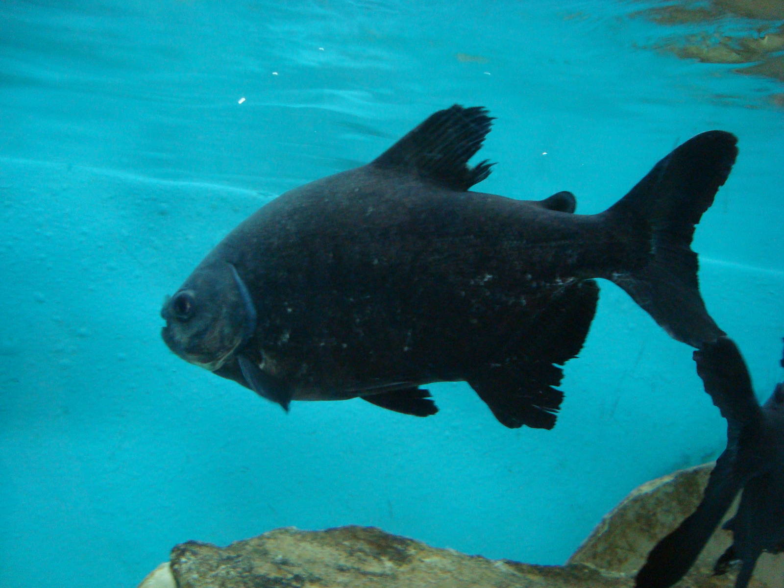 Pacu