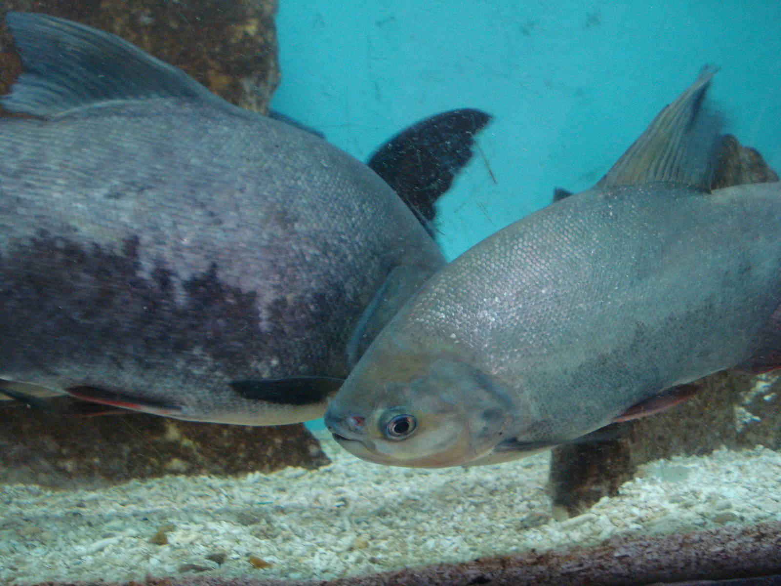 Pacu