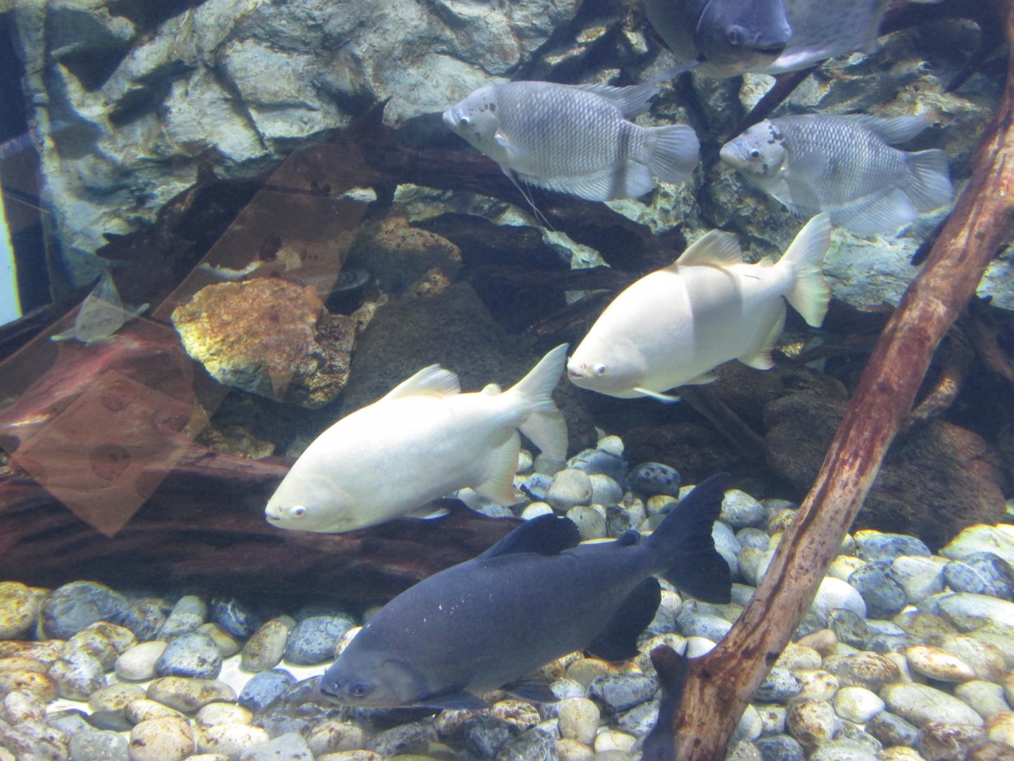 pacus and giant gourami