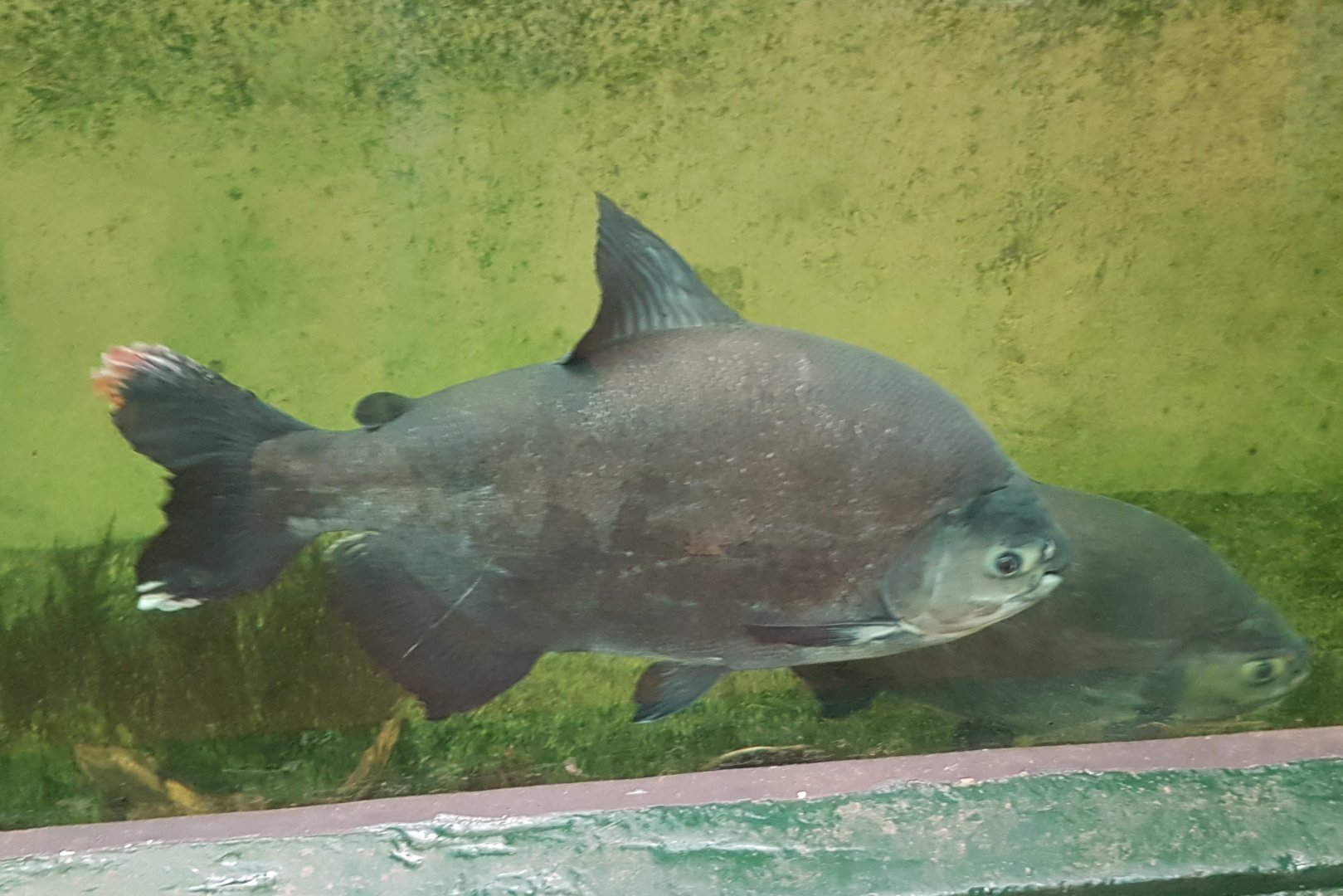 Pacu's - Colossoma bidens