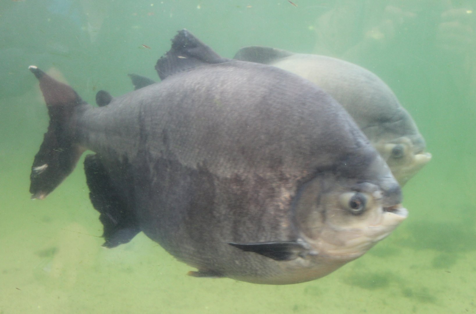 Pacu's