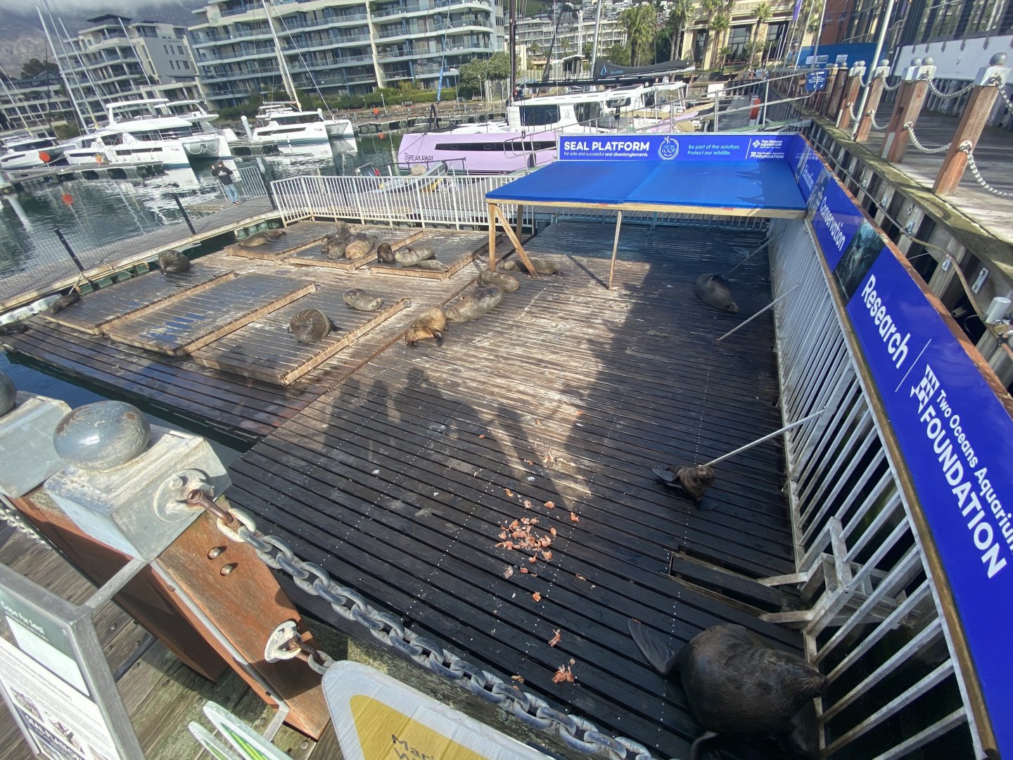 Pad for Cape fur seals