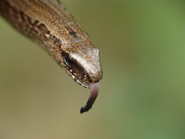 Padalec zwyczajny (Anguis fragilis)