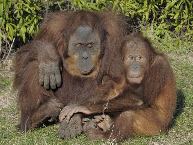 Padang and Budi, Sumatran orang utans