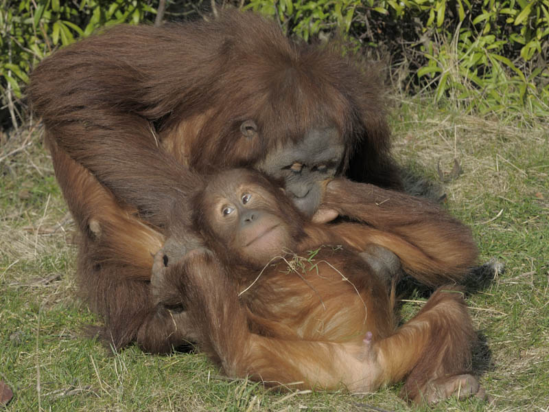 Padang and Budi, Sumatran orang utans