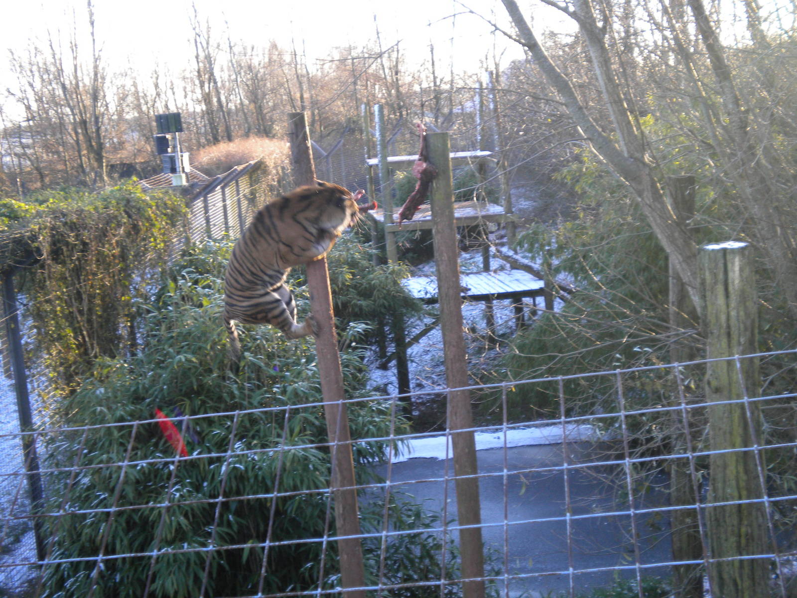 Padang male Sumatran Tiger.