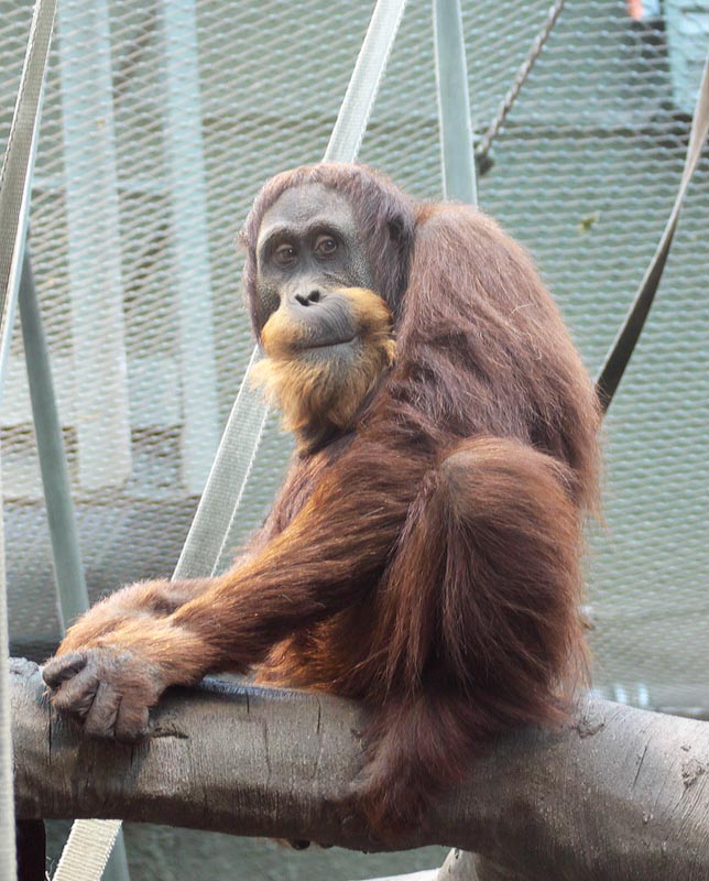Padang - Sumatran orangutan
