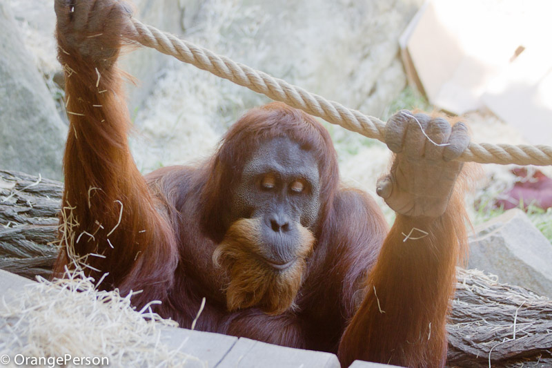 Padang, Sumatran orangutan