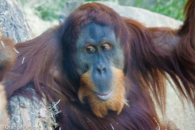 Padang, Sumatran orangutan
