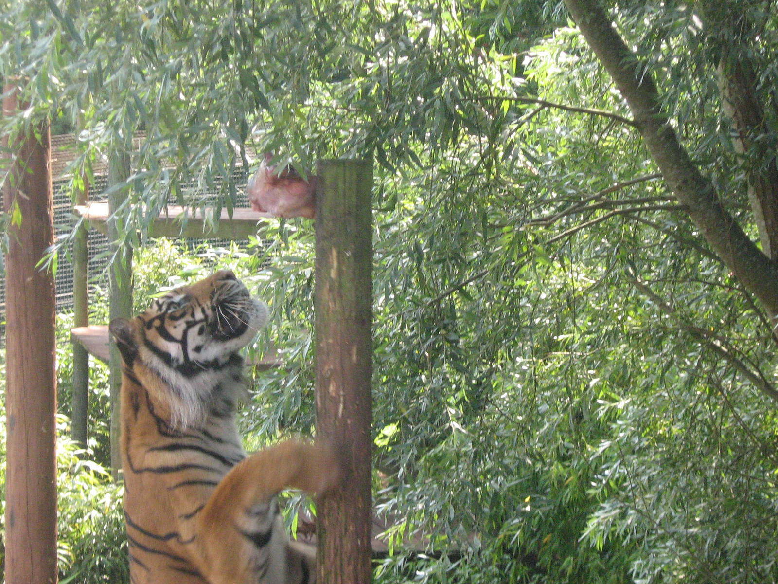padang the male sumatran tiger climbing for his food