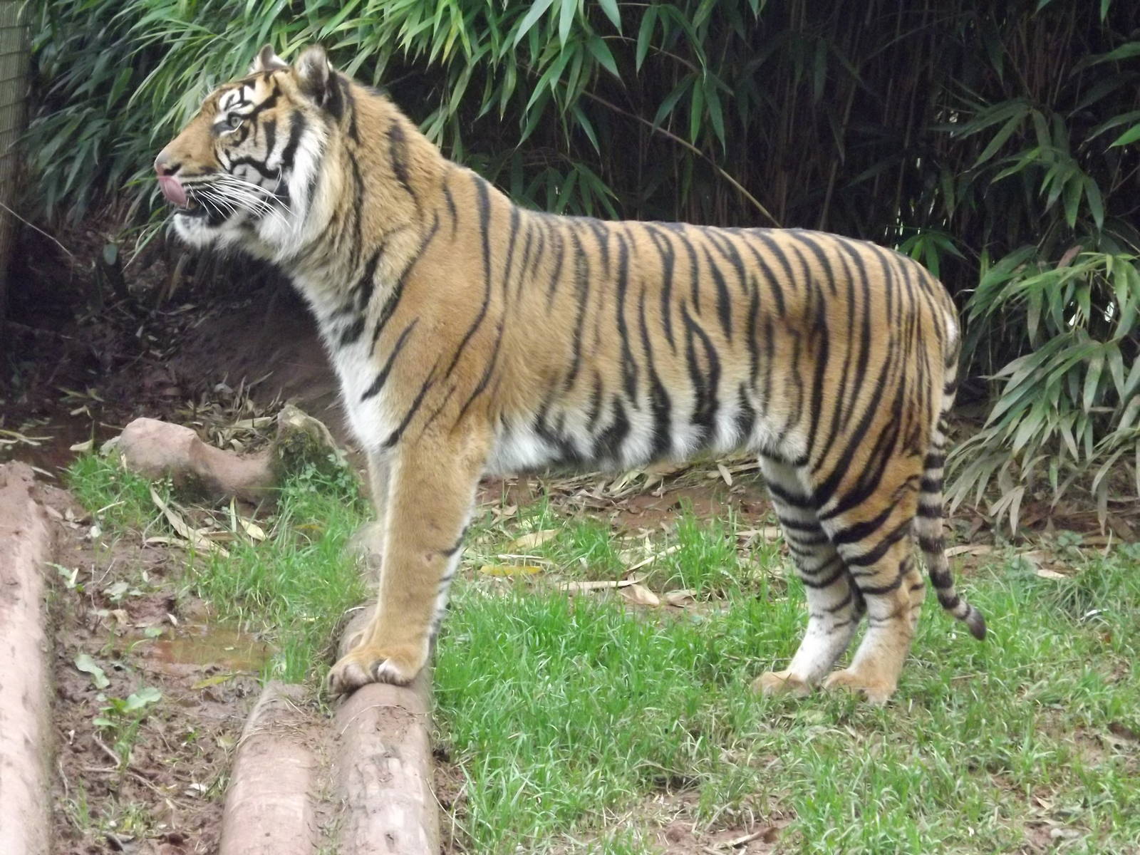 Padang the Sumatran tiger at South Lakes WAP 26/11/11