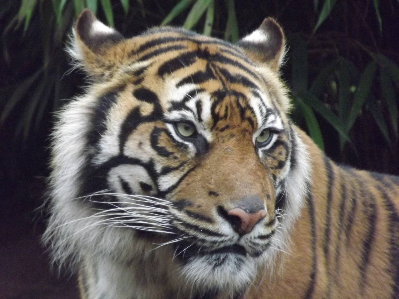 Padang the Sumatran tiger at South Lakes WAP 26/11/11