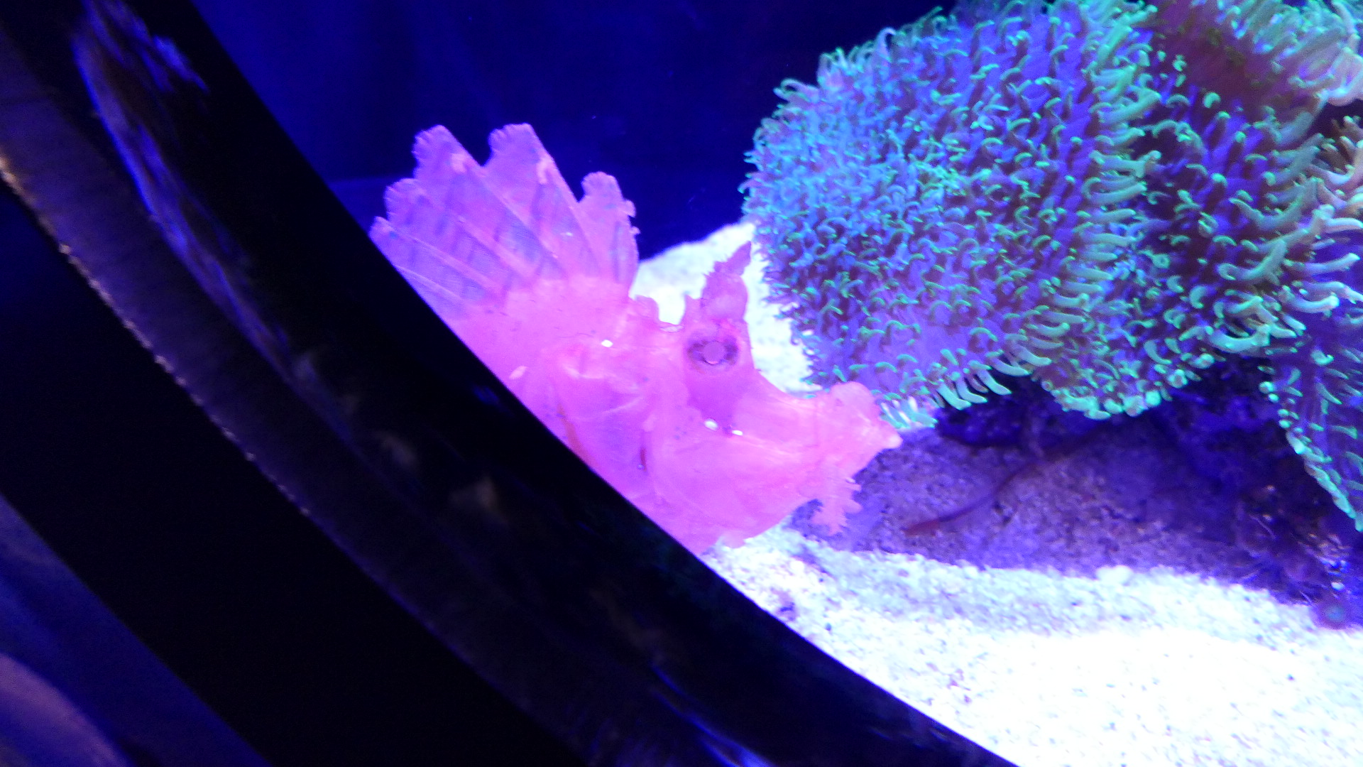 Paddle-flap Scorpionfish (Rhinopias eschmeyeri)